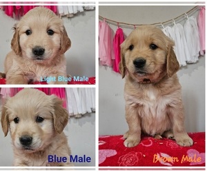 Golden Retriever Puppy for sale in MOUNT GILEAD, NC, USA