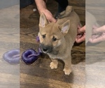 Small Photo #3 Shiba Inu Puppy For Sale in BRONX, NY, USA