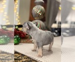 Small Photo #6 French Bulldog Puppy For Sale in HILTON, NY, USA