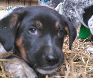 Australian Cattle Dog-Border Collie Mix Puppy for sale in LEETONIA, OH, USA