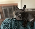 Puppy Puppy 8 Flash French Bulldog