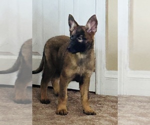 German Shepherd Dog Puppy for sale in SHIVELY, KY, USA