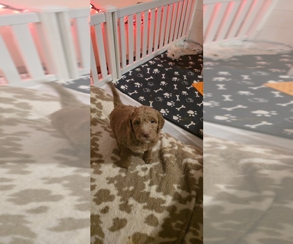 Medium Photo #4 Labradoodle mix (+ Poodle Standard) Puppy For Sale in WASILLA, AK, USA