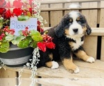Puppy Blossom Bernese Mountain Dog