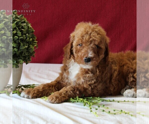 Medium Photo #1 Goldendoodle-Poodle (Miniature) Mix Puppy For Sale in GORDONVILLE, PA, USA