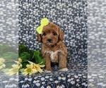 Small #1 Cavapoo