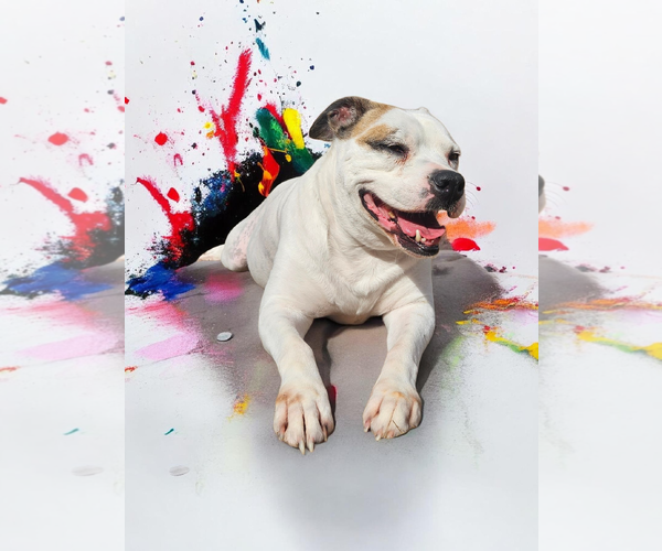 Medium Photo #41 Bullboxer Pit Puppy For Sale in McKinney, TX, USA