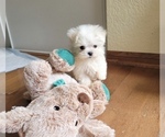 Puppy Snoopy Maltese