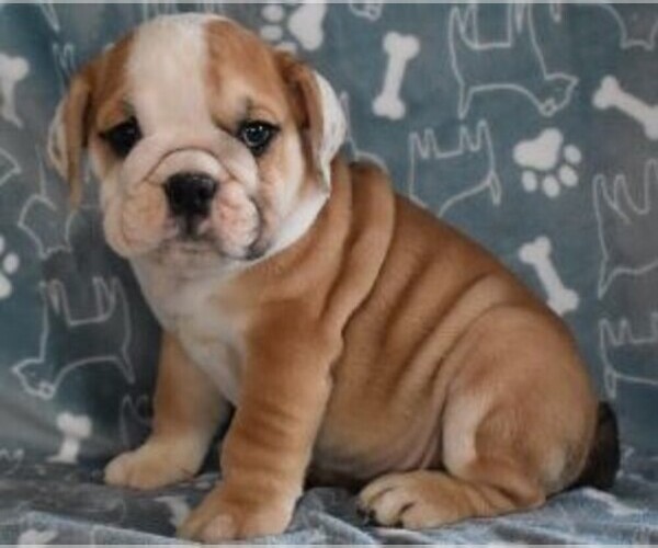 Medium Photo #1 English Bulldog Puppy For Sale in MARSHFIELD, MO, USA
