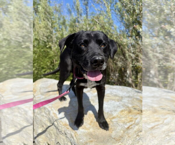 Medium Photo #3 Labrador Retriever-Unknown Mix Puppy For Sale in Seal Beach, CA, USA