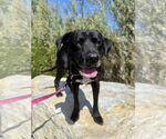 Small #2 Labrador Retriever Mix