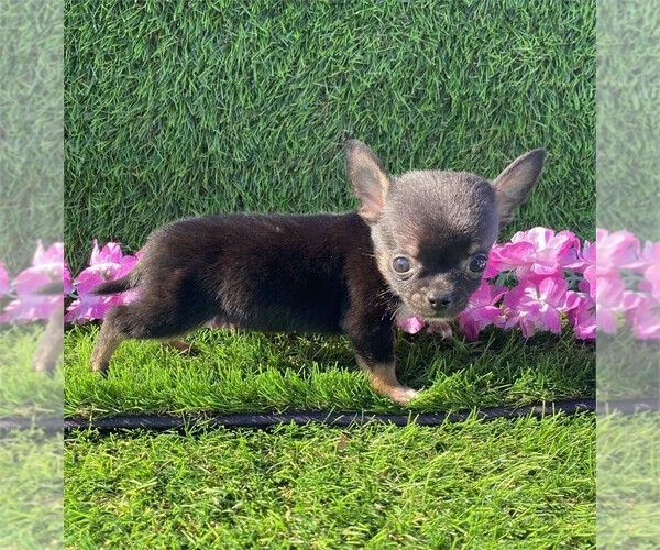 Medium Photo #20 Chihuahua Puppy For Sale in WEST PALM BEACH, FL, USA