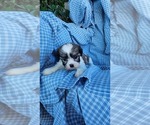 Puppy Jenny Zuchon