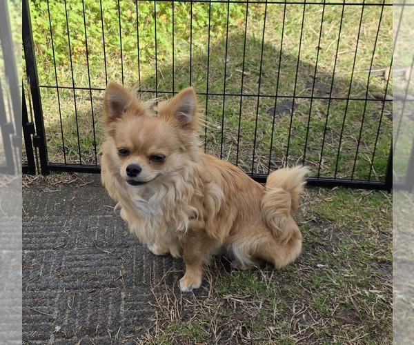 Medium Photo #1 Chorkie Puppy For Sale in HOMERVILLE, GA, USA