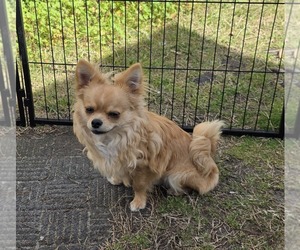 Father of the Chorkie puppies born on 07/04/2025