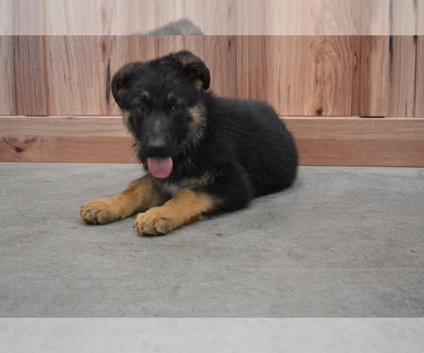 Medium Photo #1 German Shepherd Dog Puppy For Sale in GREENWOOD, WI, USA