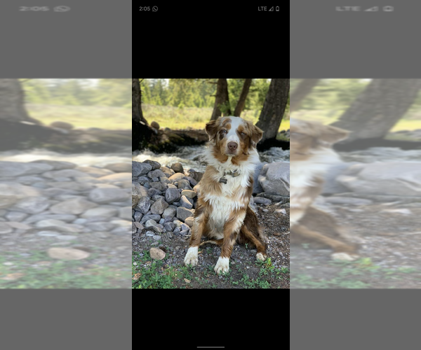 Medium Photo #1 Australian Shepherd Puppy For Sale in BONNERS FERRY, ID, USA