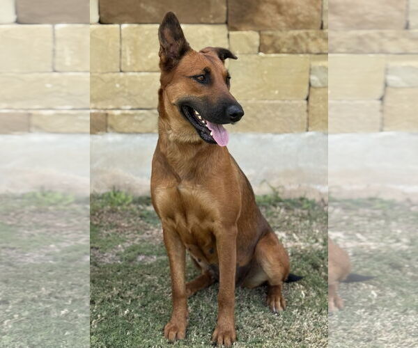 Medium Photo #6 Mutt Puppy For Sale in PIPE CREEK, TX, USA