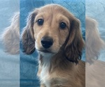 Image preview for Ad Listing. Nickname: AKC Lulu