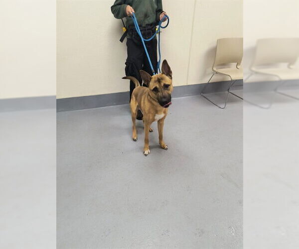 Medium Photo #1 German Shepherd Dog-Unknown Mix Puppy For Sale in Louisville, KY, USA