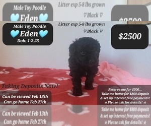 Poodle (Toy) Puppy for sale in TUCSON, AZ, USA