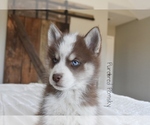 Small #4 Pomsky