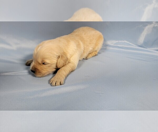 Medium Photo #17 Golden Retriever Puppy For Sale in BLACK FOREST, CO, USA