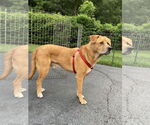 Small Photo #16 Labrador Retriever-Unknown Mix Puppy For Sale in Oakhurst, NJ, USA
