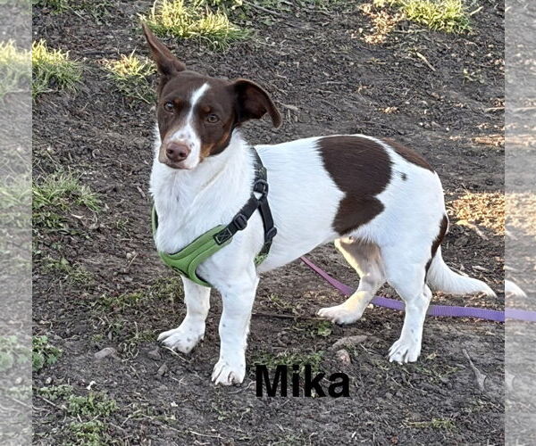 Medium Photo #1 Dachshund-Unknown Mix Puppy For Sale in Topeka, KS, USA