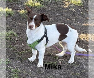 Dachshund-Unknown Mix Dogs for adoption in Topeka, KS, USA