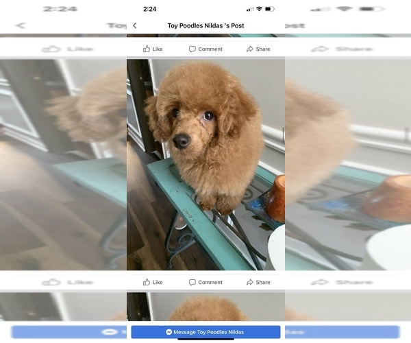 Medium Photo #9 Poodle (Toy) Puppy For Sale in KISSIMMEE, FL, USA