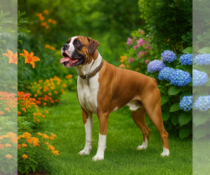 Father of the Boxer puppies born on 08/14/2025
