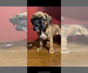 Boxer Puppy for sale in LANCASTER, PA, USA