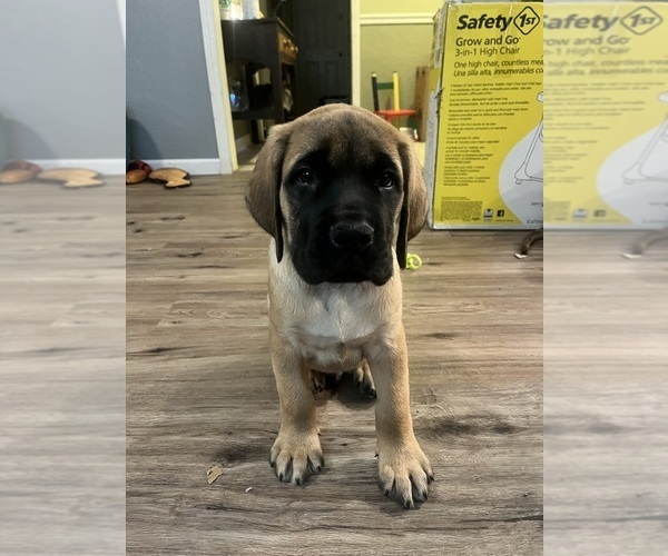 Medium Photo #3 Mastiff Puppy For Sale in ENID, OK, USA