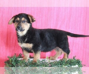 German Shepherd Dog-Welsh Cardigan Corgi Mix Puppy for sale in APPLE CREEK, OH, USA
