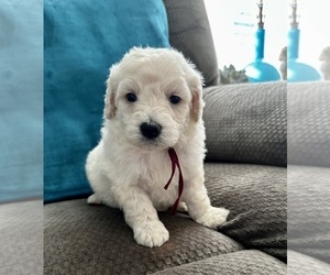 Medium Goldendoodle