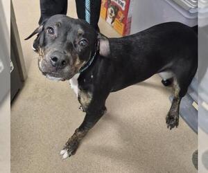Mutt Dogs for adoption in Decatur, IL, USA