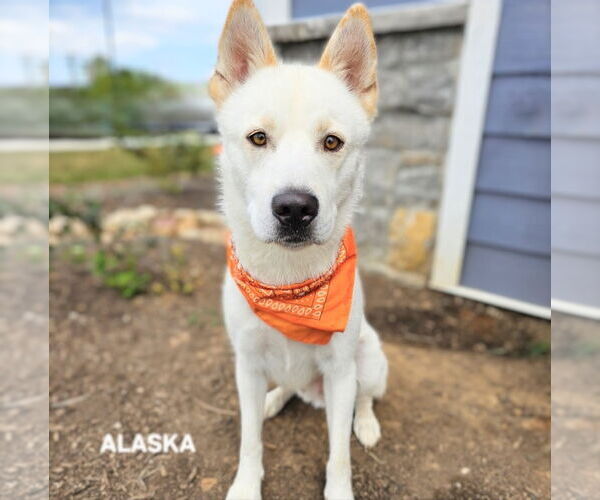 Medium Photo #3 - Mix Puppy For Sale in Maryville, TN, USA