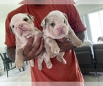 Small Photo #11 English Bulldog Puppy For Sale in PORT SAINT LUCIE, FL, USA