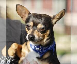 Chihuahua-Unknown Mix Dogs for adoption in San Antonio, TX, USA