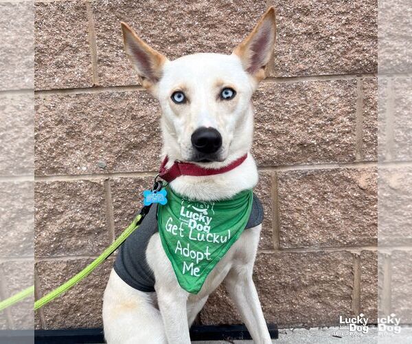 Medium Photo #1 Siberian Husky-Whippet Mix Puppy For Sale in Washington, DC, USA