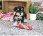 Small #3 Schnauzer (Miniature)