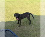 Small #1 Mutt