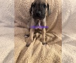 Puppy Purple collar Great Dane
