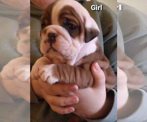 English Bulldog Puppy for sale in LAKE CITY, MI, USA