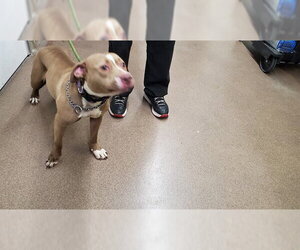 American Pit Bull Terrier-Unknown Mix Dogs for adoption in Aurora, IL, USA