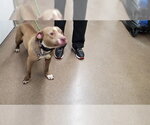 Small American Pit Bull Terrier Mix