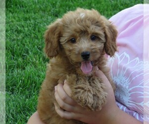 Miniature Bernedoodle Puppy for sale in HANCOCK, MN, USA