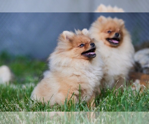 Medium Photo #9 Pomeranian Puppy For Sale in WOOD DALE, IL, USA