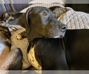 Catahoula Leopard Dog-Dalmatian Mix Puppy for sale in THOUSAND OAKS, CA, USA